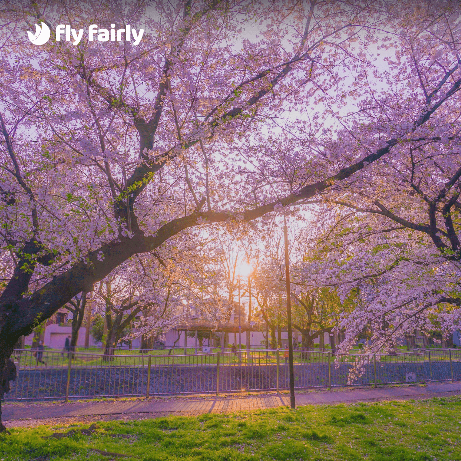 Best Time to Visit Tokyo 🛫