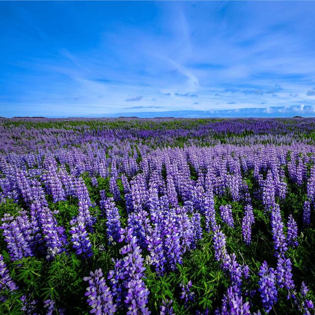 Fly Now Pay Later Buy Flights With Zip Fly Fairly fly-now-pay-later-buy-flights-with-zip-fly-fairly